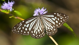 Butterfly Park